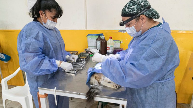 El Municipio avanza en un plan de esterilización canina y felina en conjunto con escuelas de la ciudad