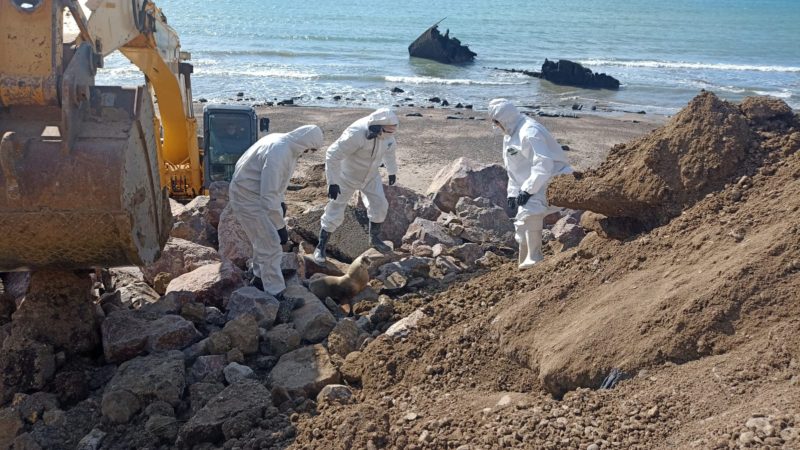 El Municipio avanza en acciones ante el incremento de casos de gripe aviar en la fauna costera