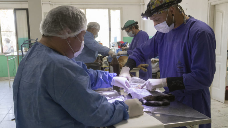 Esterilización canina y felina